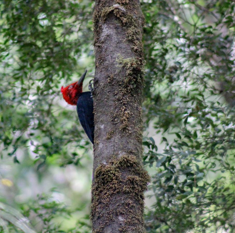 Lodge Parque Tepuhueico Castro Εξωτερικό φωτογραφία